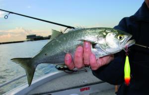 Troy Jansen and Dan Kent, who along with skipper Dean Candy took turns on 24kg stand-up gear to land this 153.5kg SBT over the 4.5 hour fight.